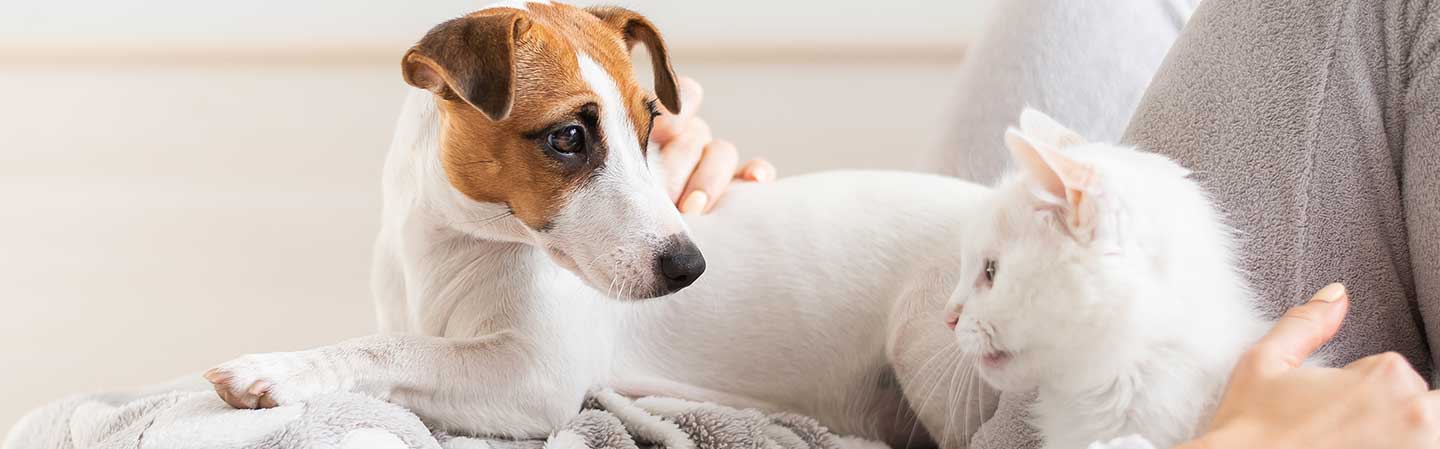 Hjælp dit kæledyr til en sund mave