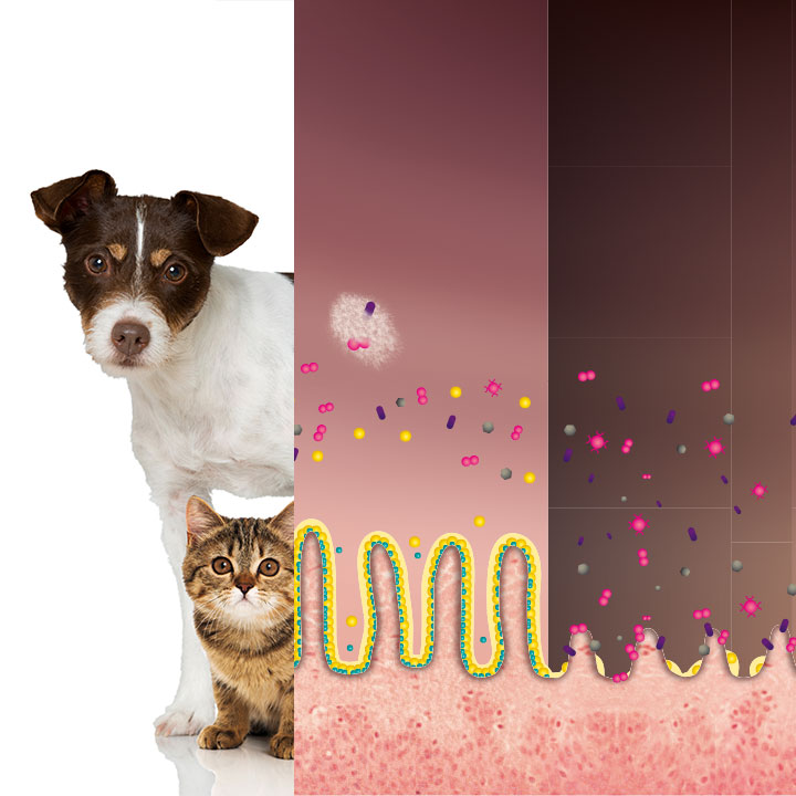 En forstyrret tarmflora