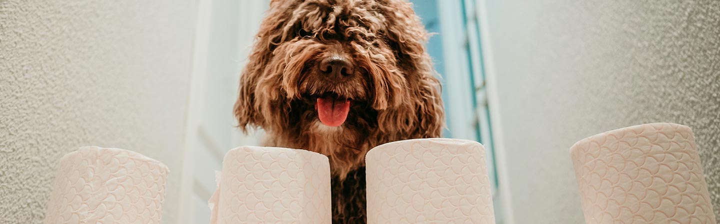 Ofte stillede spørgsmål om Canikur