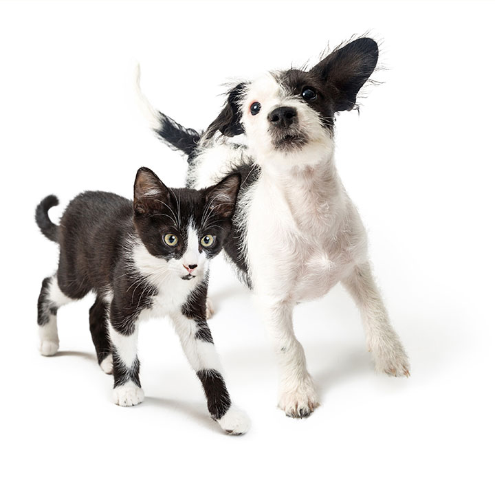 Fordele ved Canikur Pro