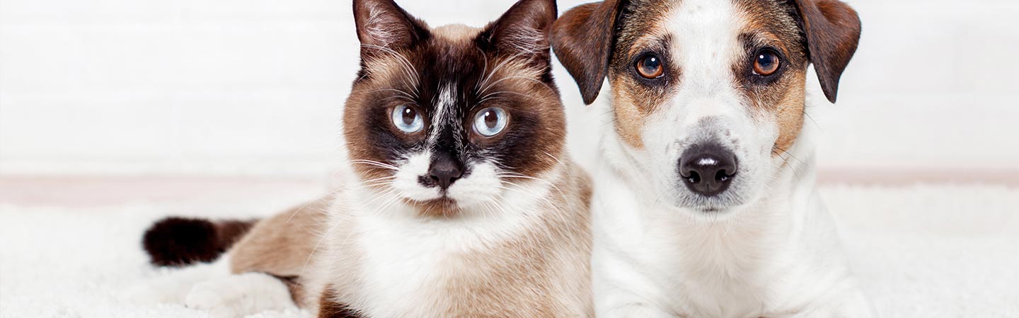 Ofte stillede spørgsmål om Canikur Pro