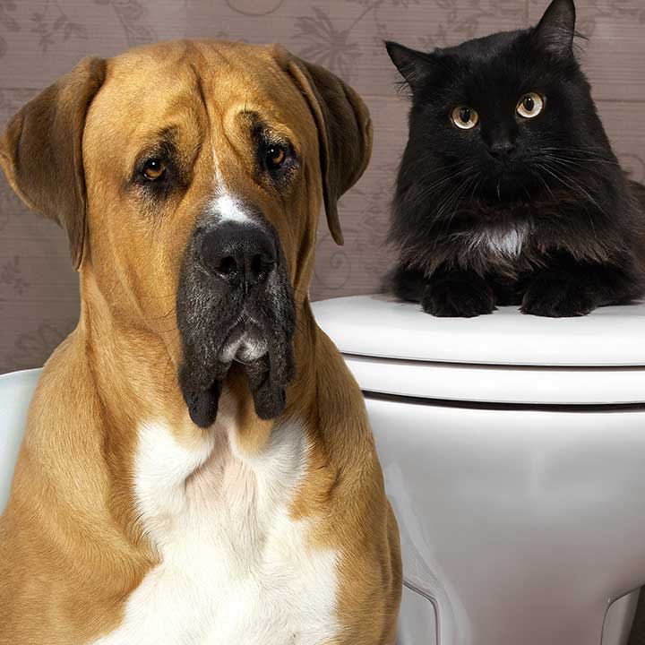 Mere om Canicur Pro pasta