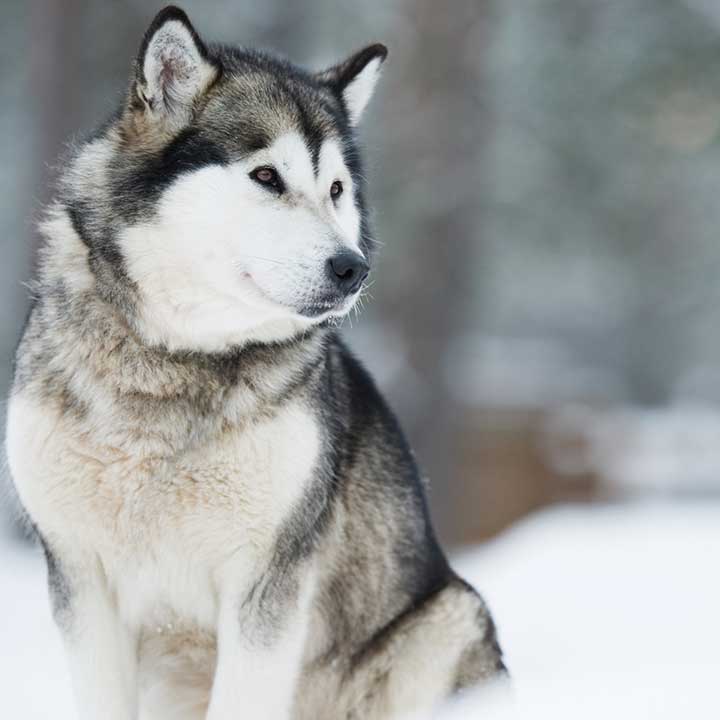 Mere om Canikur tabletter