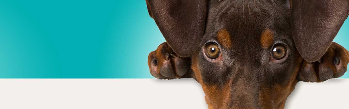 Canikur Pro - virkning og anvendelse