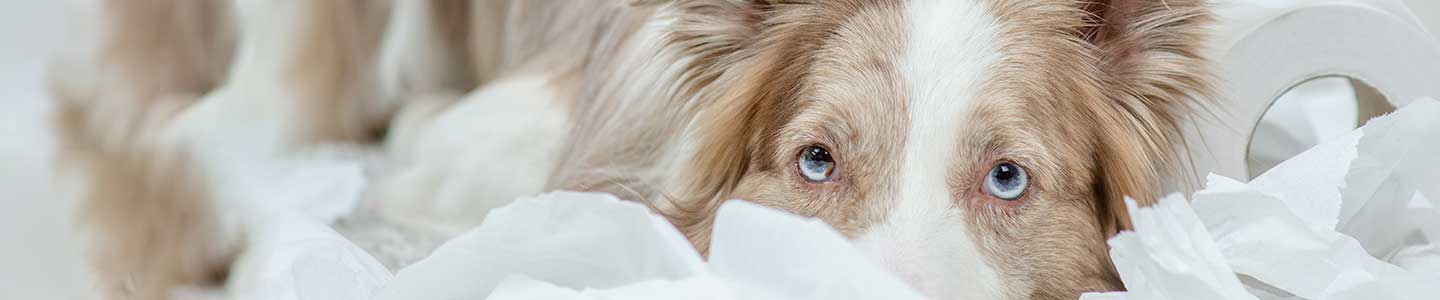 Behandling af diarré