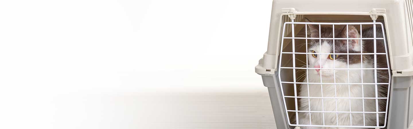 Rejsestress og diarré?